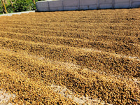 Take Me Home - Light Roast Costa Rica