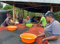 Uganda Kisoro Estate anaerobic natural microlot coffee from Portrait Coffee, image 2
