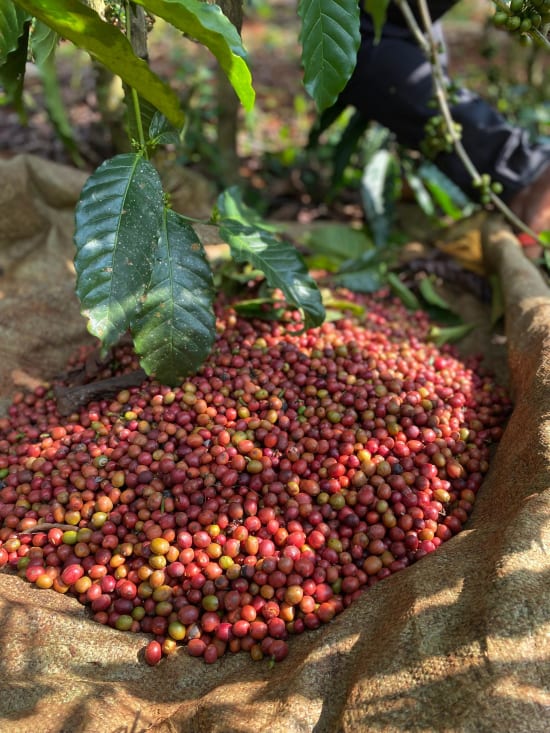 Uganda Kisoro Estate anaerobic natural microlot coffee from Portrait Coffee, image 4