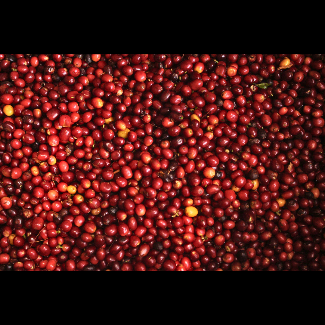 Colombia Palestina Bourbon Aji