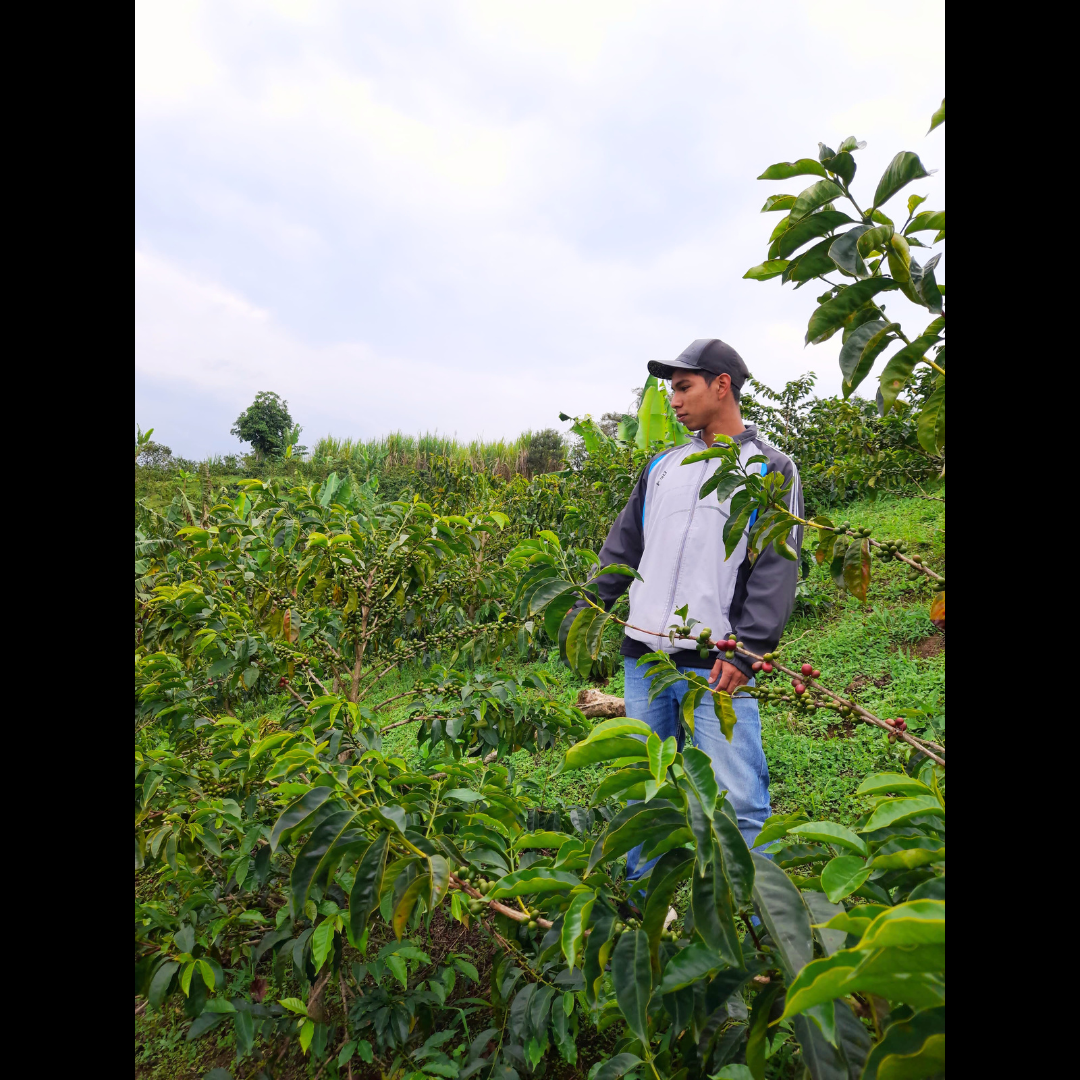 Colombia Palestina Bourbon Aji