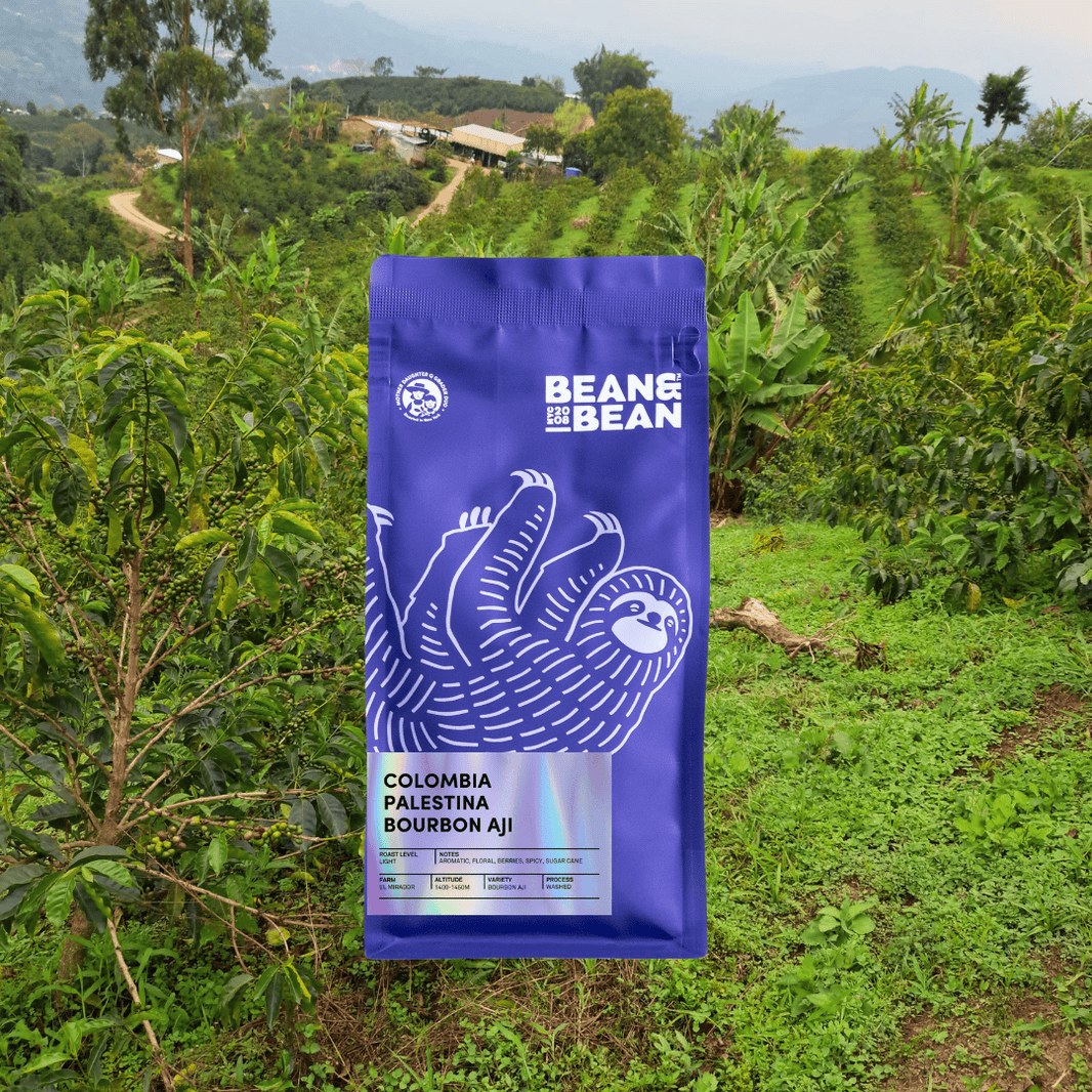Colombia Palestina Bourbon Aji