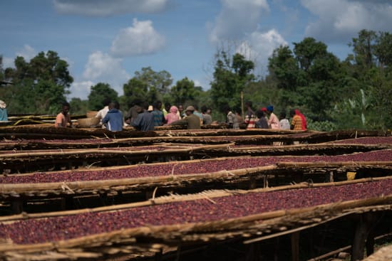 Ethiopia Halo Beriti Natural