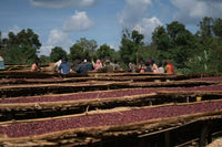 Ethiopia Halo Beriti Natural