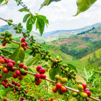 Ethiopia SCFCU Natural
