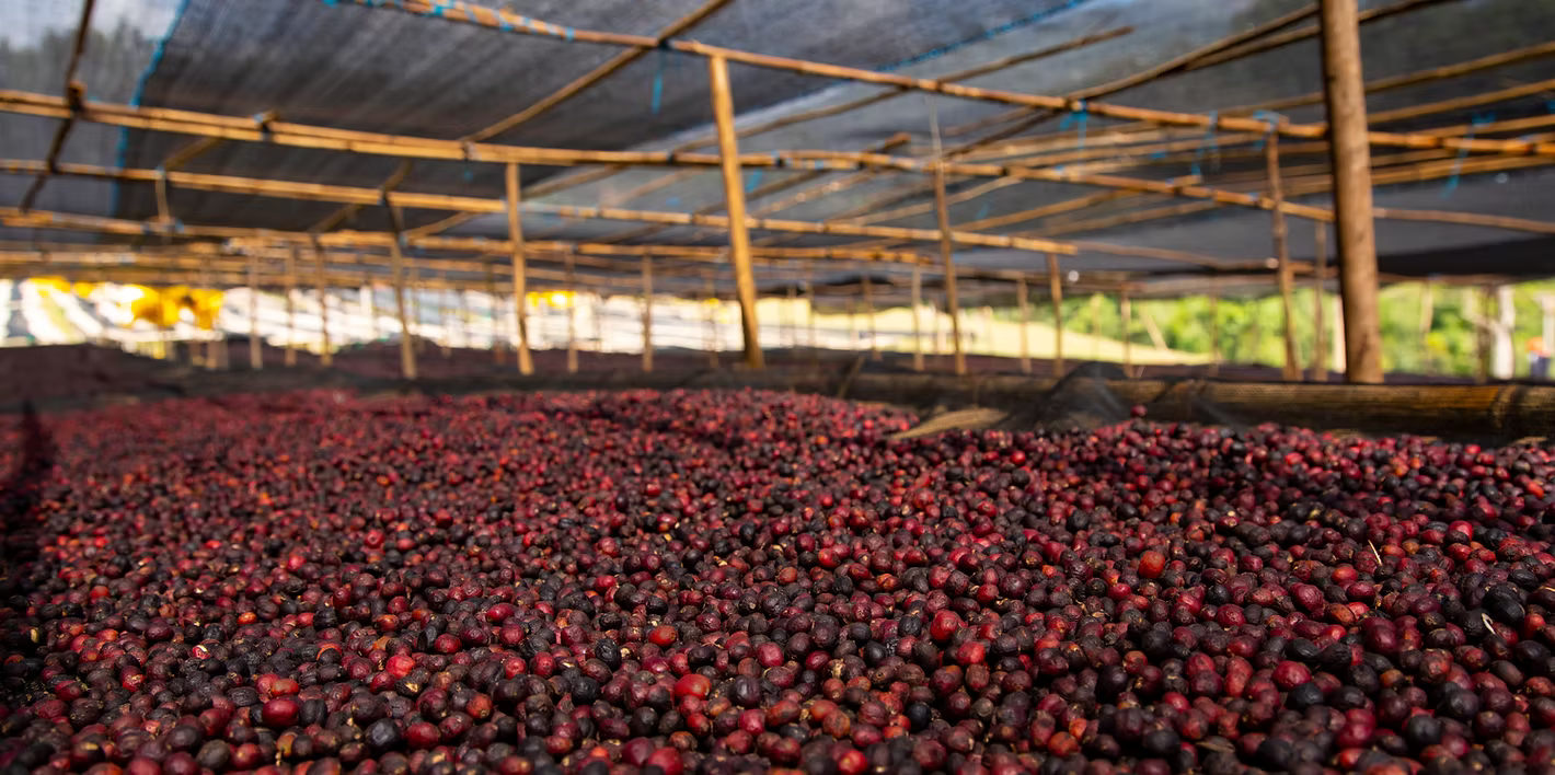 Fresh Perspective - Light Ethiopia