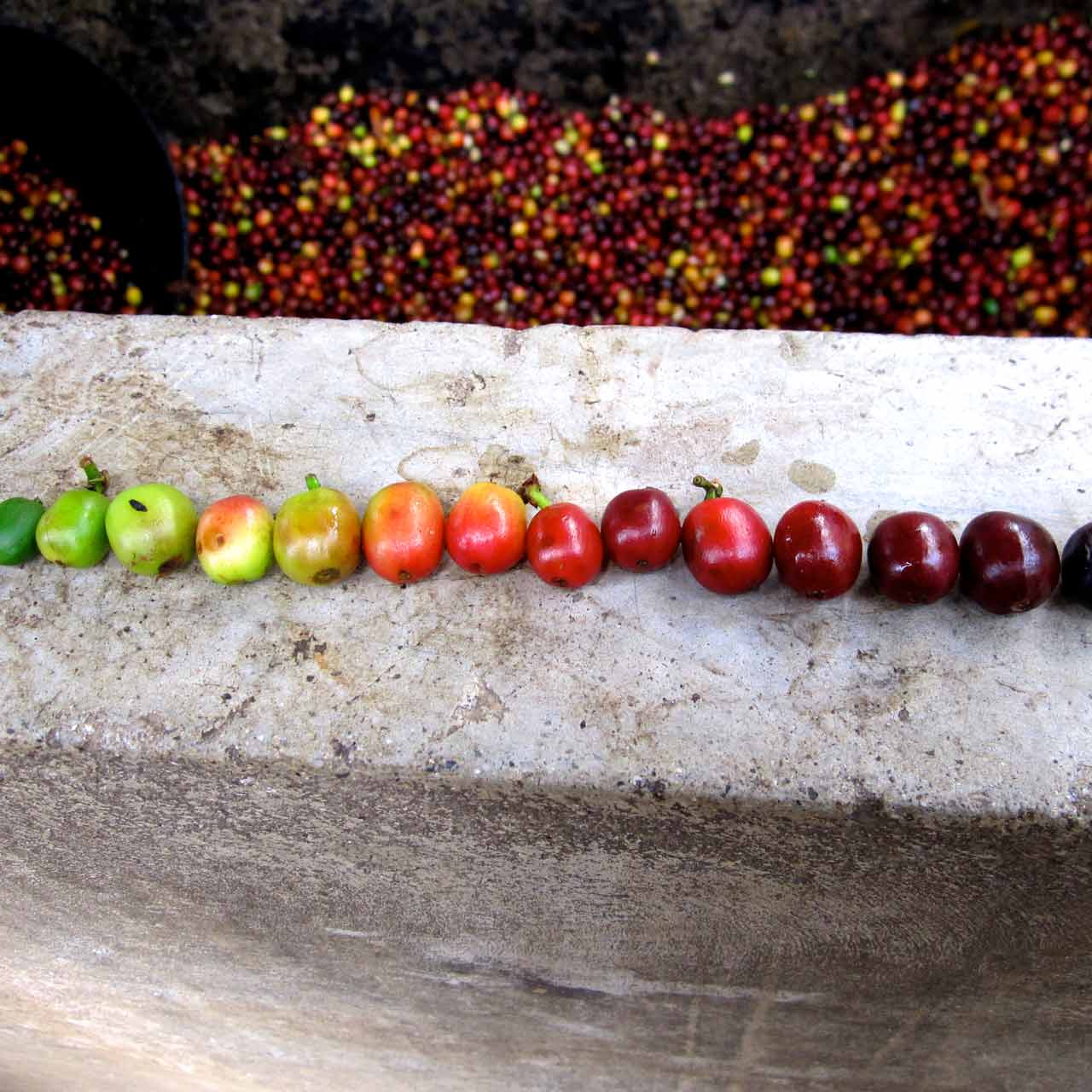 Righteous Espresso