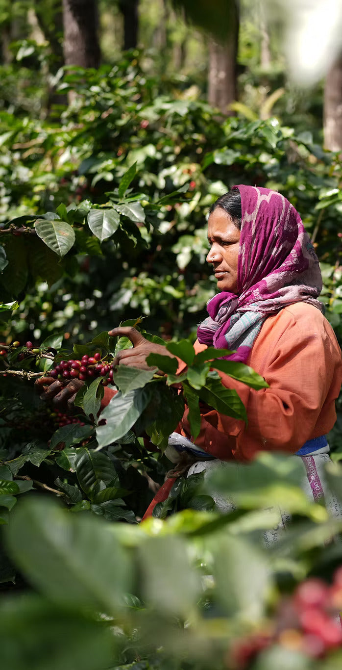 Cherry Pick — Fellow Drop (12oz Whole Bean)
