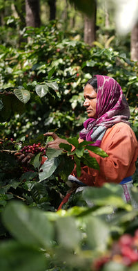Cherry Pick — Fellow Drop (12oz Whole Bean)
