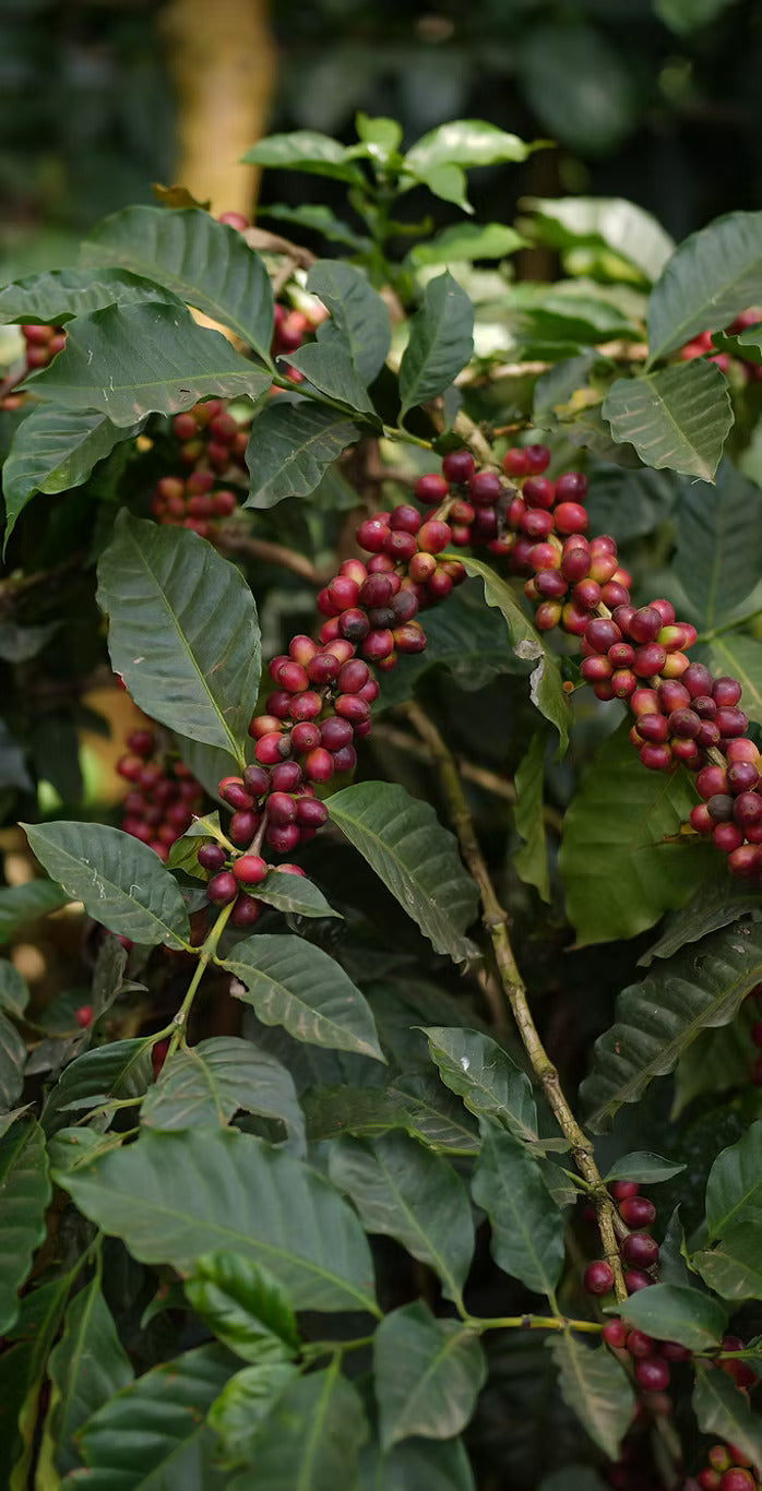 Cherry Pick — Fellow Drop (12oz Whole Bean)