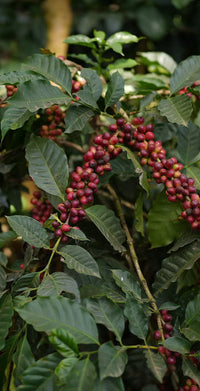 Cherry Pick — Fellow Drop (12oz Whole Bean)