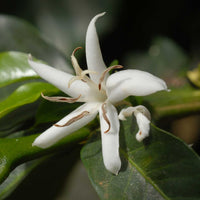 Stargazer