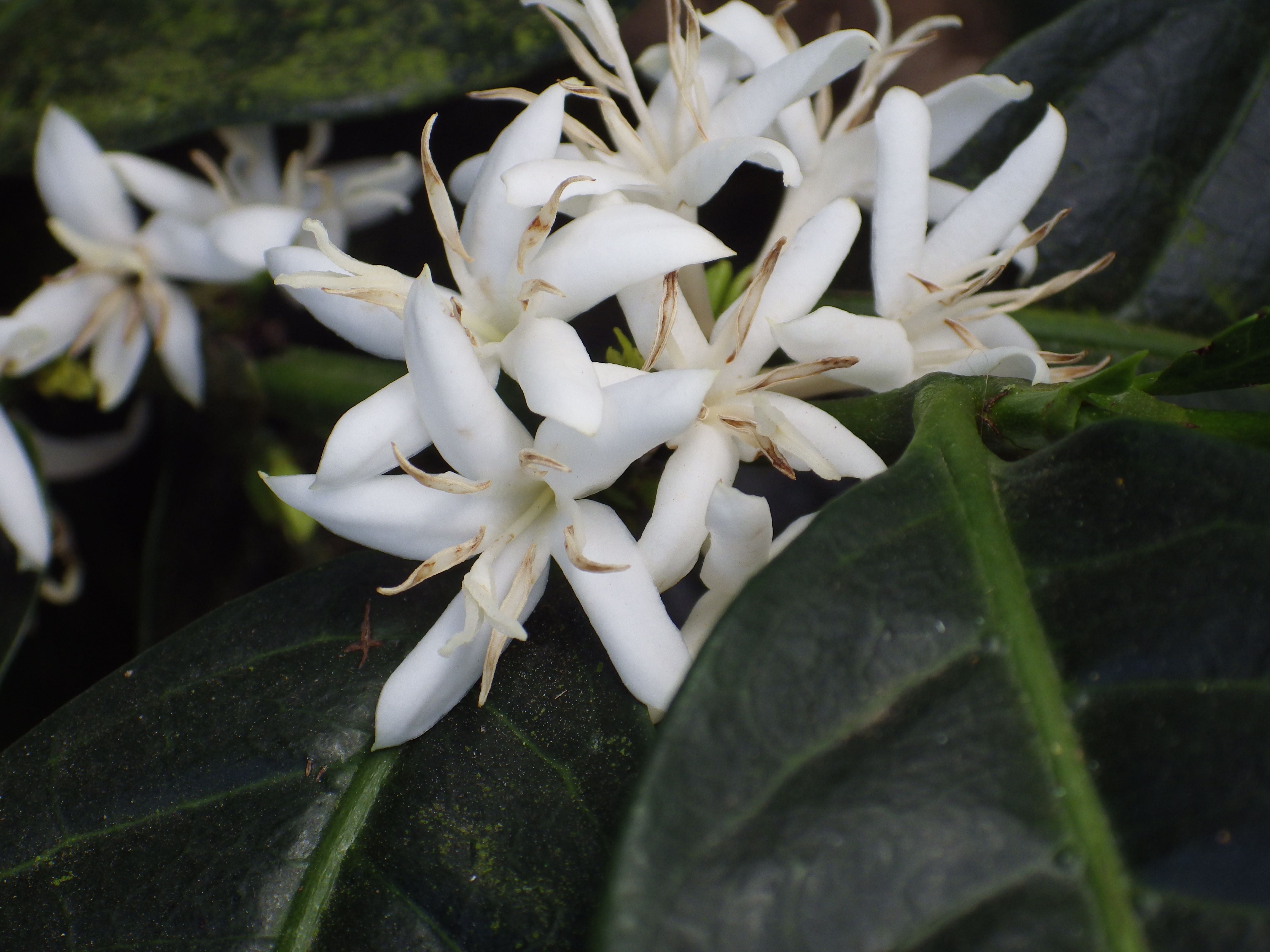 Natural Ethiopia