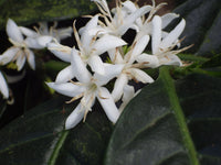 Natural Ethiopia