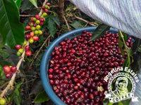 Nicaragua Jinotega Natural